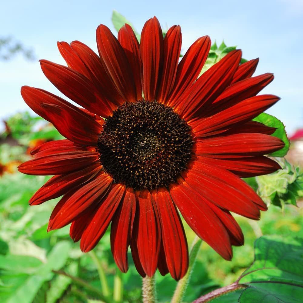 10 Different Sunflower Seeds,SUNFLOW SEED MIX Heirloom Seeds - Image 3