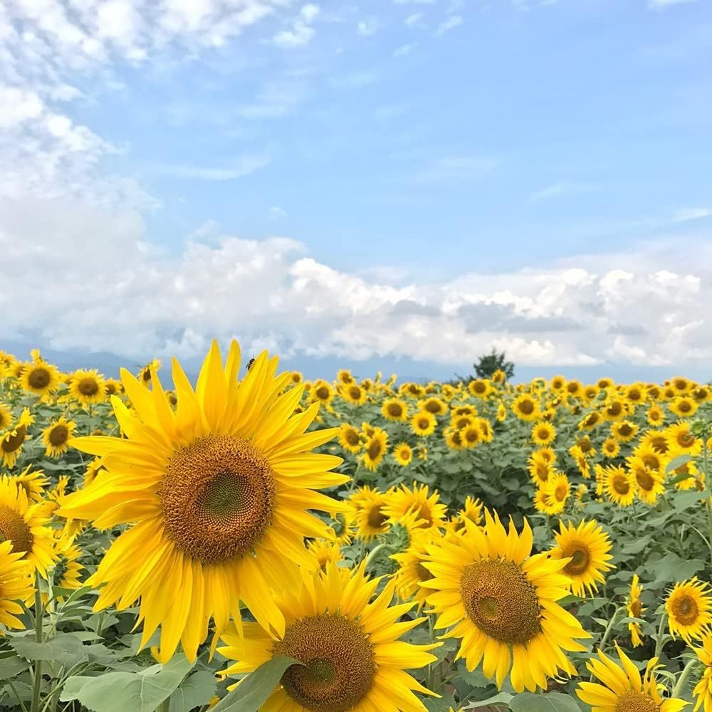 10 Different Sunflower Seeds,SUNFLOW SEED MIX Heirloom Seeds - Image 5