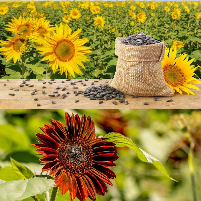 10 Different Sunflower Seeds,SUNFLOW SEED MIX Heirloom Seeds - Image 2